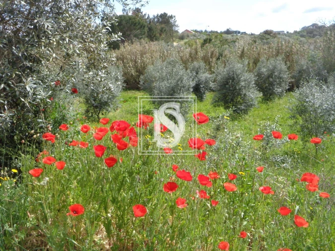 Terreno para Venda em São Pedro de Tomar Foto 4