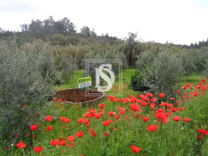 Terreno para Venda em São Pedro de Tomar Foto 6