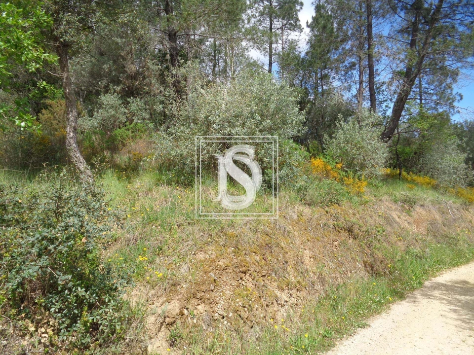 Terreno para Venda em São Pedro de Tomar Foto 5