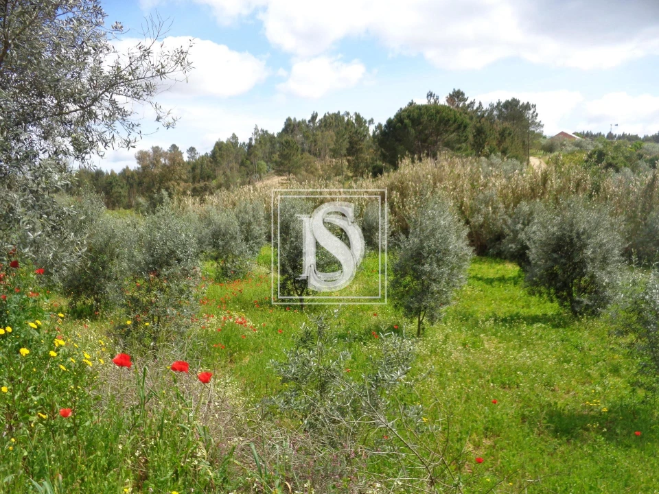 Terreno para Venda em São Pedro de Tomar Foto 3