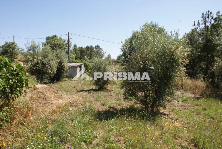 Terreno para Venda em Pero Viseu Foto 4