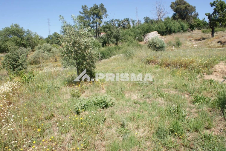 Terreno para Venda em Pero Viseu Foto 13