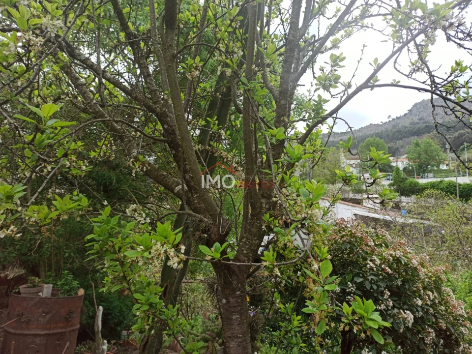 Terreno Agricola ou Rústico para Venda em Santiago Maior Foto 21