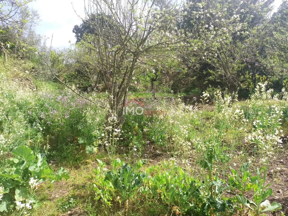 Terreno Agricola ou Rústico para Venda em Santiago Maior Foto 43