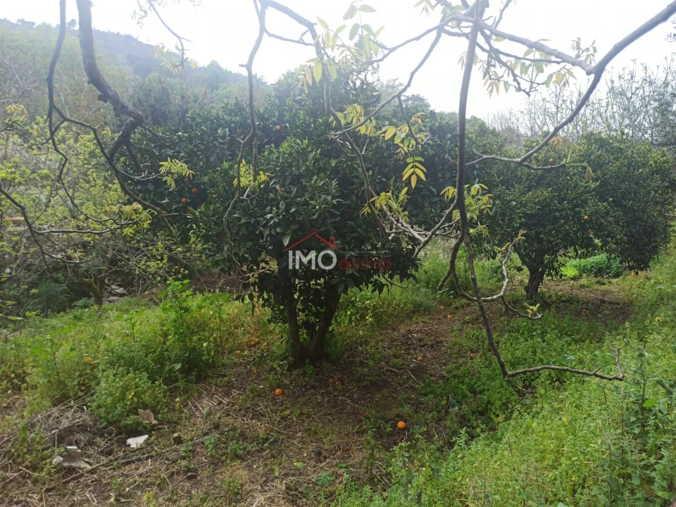 Terreno Agricola ou Rústico para Venda em Santiago Maior Foto 50