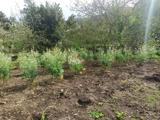Terreno Agricola ou Rústico para Venda em Santiago Maior Foto 37