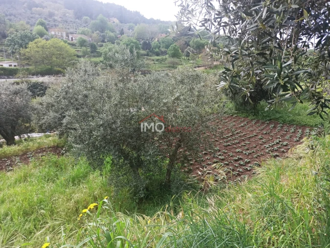 Terreno Agricola ou Rústico para Venda em Santiago Maior Foto 60
