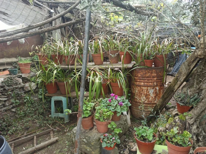 Terreno Agricola ou Rústico para Venda em Santiago Maior Foto 20