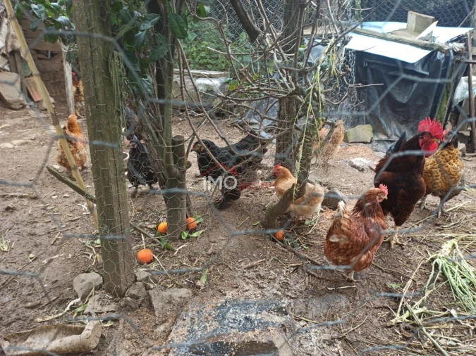 Terreno Agricola ou Rústico para Venda em Santiago Maior Foto 19