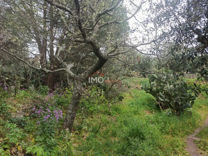 Terreno Agricola ou Rústico para Venda em Santiago Maior Foto 8