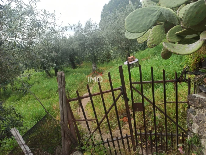Terreno Agricola ou Rústico para Venda em Santiago Maior Foto 6