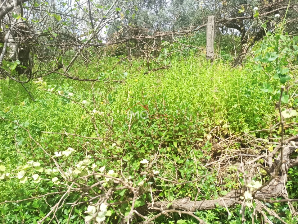 Terreno Agricola ou Rústico para Venda em Santiago Maior Foto 45