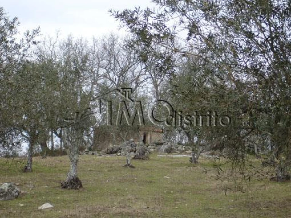 Terreno para Venda em São Salvador da Aramenha Foto 2
