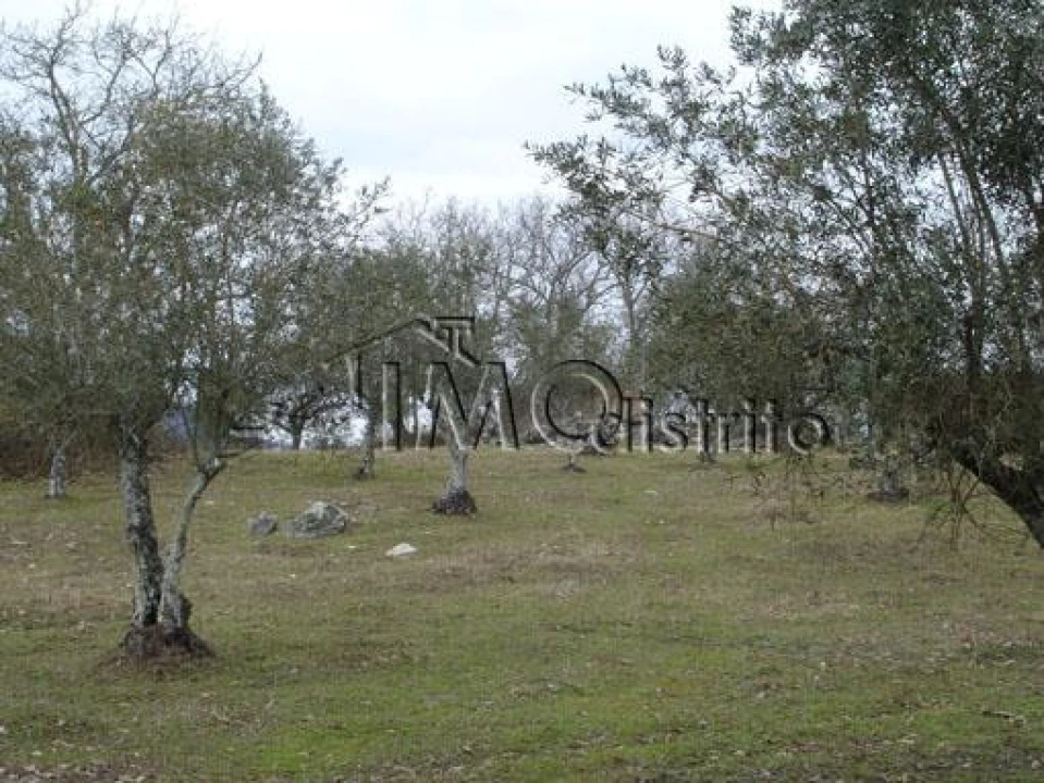 Terreno para Venda em São Salvador da Aramenha Foto 4