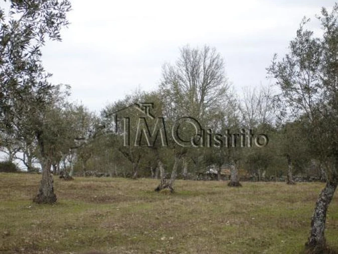 Terreno para Venda em São Salvador da Aramenha Foto 5