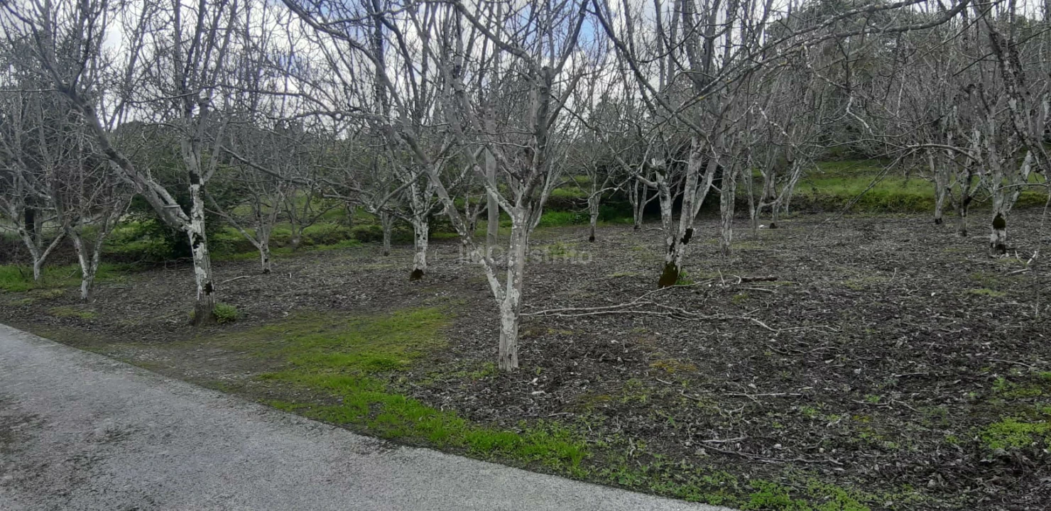 Terreno para Venda em Ribeira de Nisa e Carreiras Foto 1