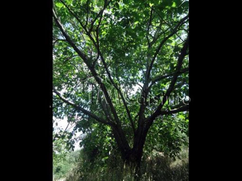 Terreno para Venda em Ribeira de Nisa e Carreiras Foto 5