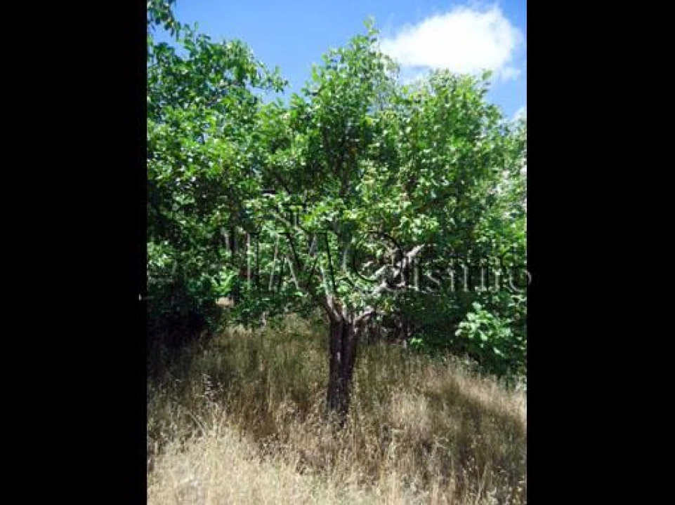 Terreno para Venda em Ribeira de Nisa e Carreiras Foto 6