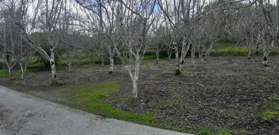 Terreno para Venda em Ribeira de Nisa e Carreiras