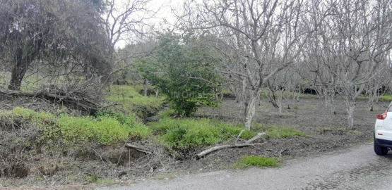 Terreno para Venda em Ribeira de Nisa e Carreiras