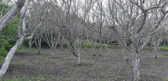 Terreno para Venda em Ribeira de Nisa e Carreiras