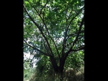 Terreno para Venda em Ribeira de Nisa e Carreiras