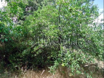 Terreno para Venda em Ribeira de Nisa e Carreiras