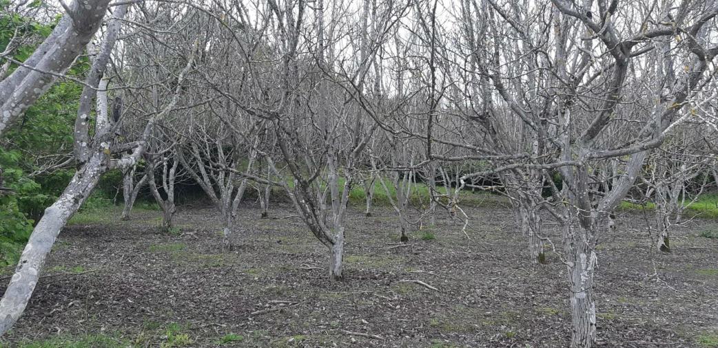 Terreno para Venda em Ribeira de Nisa e Carreiras Foto 10