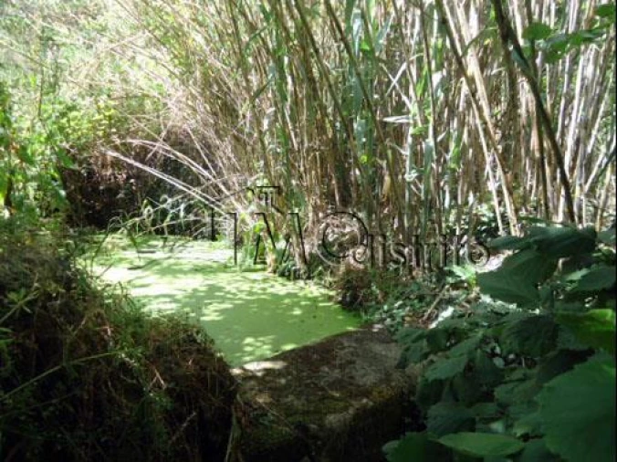 Terreno para Venda em Ribeira de Nisa e Carreiras Foto 2