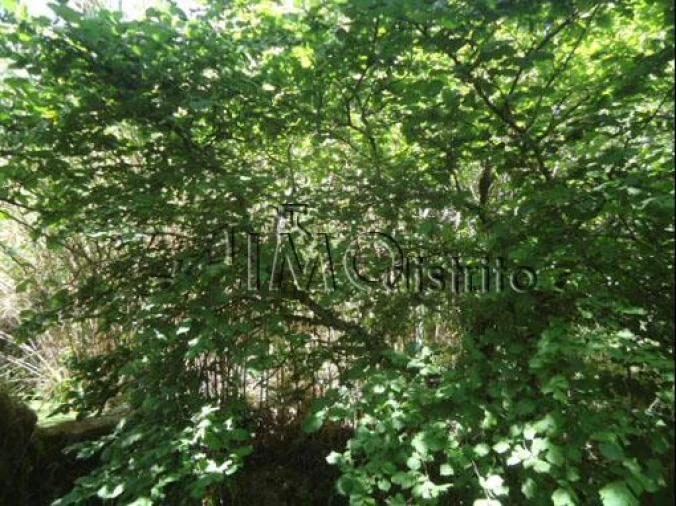 Terreno para Venda em Ribeira de Nisa e Carreiras Foto 4