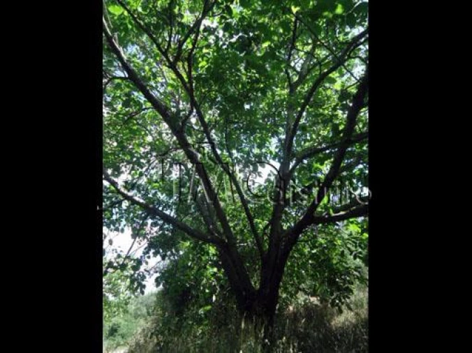 Terreno para Venda em Ribeira de Nisa e Carreiras Foto 5