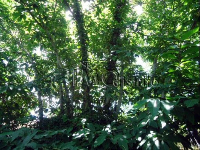 Terreno para Venda em Ribeira de Nisa e Carreiras Foto 7