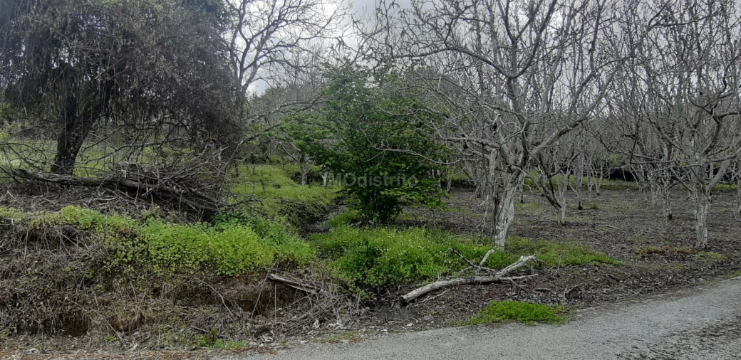 Terreno para Venda em Ribeira de Nisa e Carreiras Foto 3