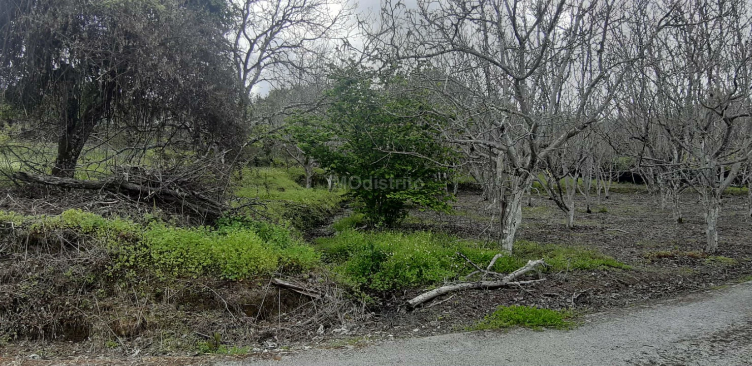 Terreno para Venda em Ribeira de Nisa e Carreiras Foto 3