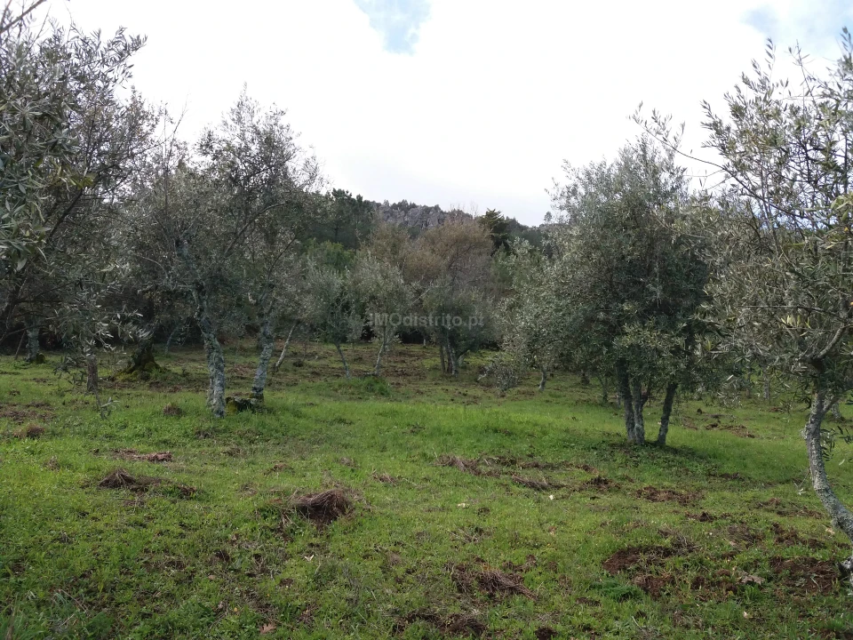Terreno Agricola ou Rústico para Venda em São João Baptista Foto 4