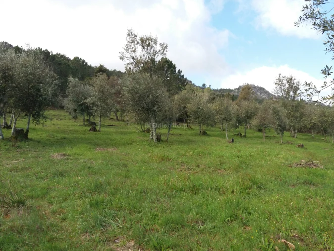 Terreno Agricola ou Rústico para Venda em São João Baptista Foto 3
