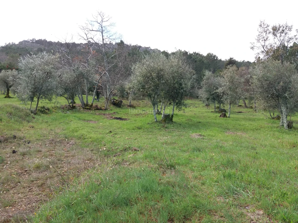 Terreno Agricola ou Rústico para Venda em São João Baptista Foto 1