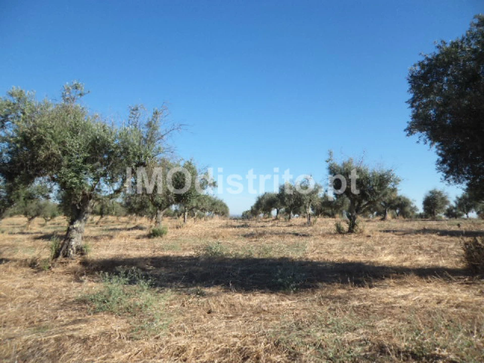 Terreno Agricola ou Rústico para Venda em Nossa Senhora da Graça de Povoa e Meadas Foto 5