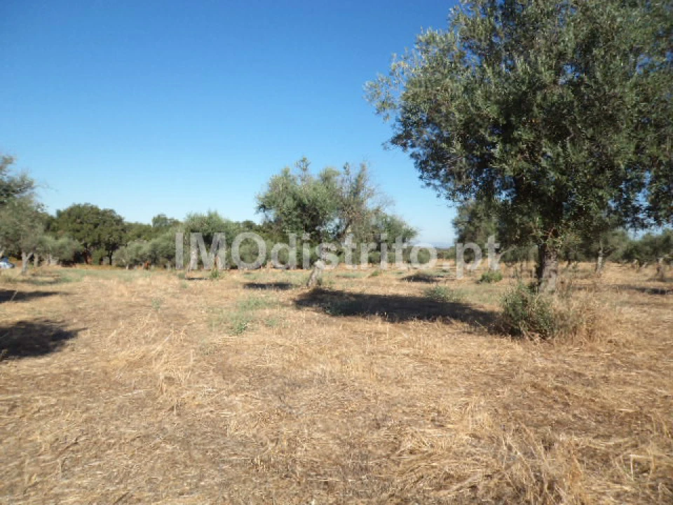 Terreno Agricola ou Rústico para Venda em Nossa Senhora da Graça de Povoa e Meadas Foto 8