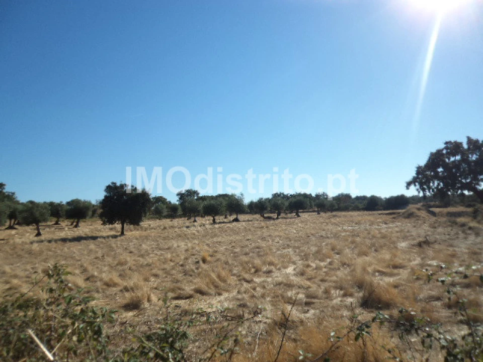 Terreno Agricola ou Rústico para Venda em Nossa Senhora da Graça de Povoa e Meadas Foto 9