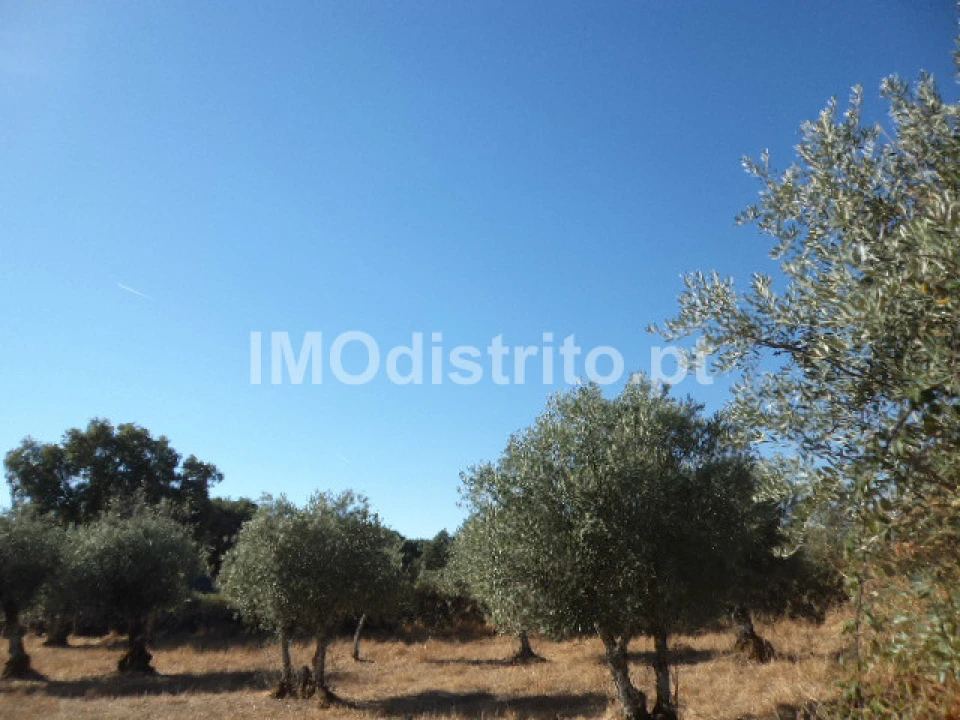 Terreno Agricola ou Rústico para Venda em Nossa Senhora da Graça de Povoa e Meadas Foto 10