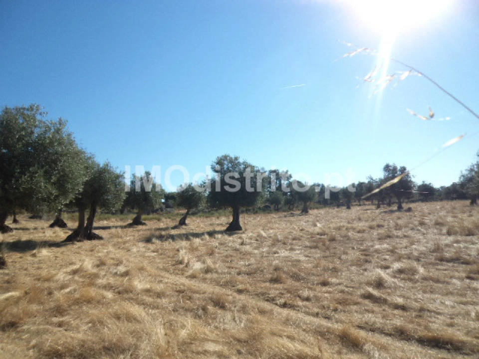 Terreno Agricola ou Rústico para Venda em Nossa Senhora da Graça de Povoa e Meadas Foto 12