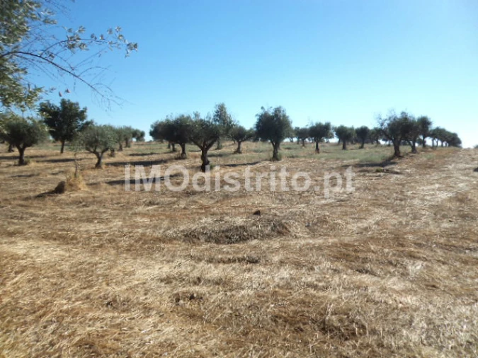 Terreno Agricola ou Rústico para Venda em Nossa Senhora da Graça de Povoa e Meadas Foto 3