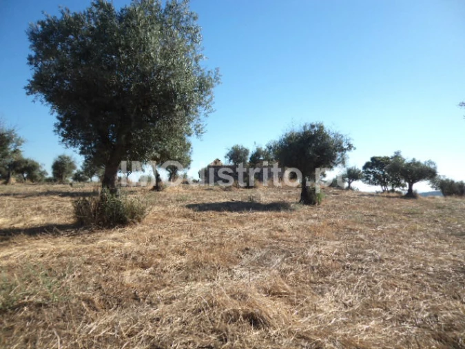 Terreno Agricola ou Rústico para Venda em Nossa Senhora da Graça de Povoa e Meadas Foto 4