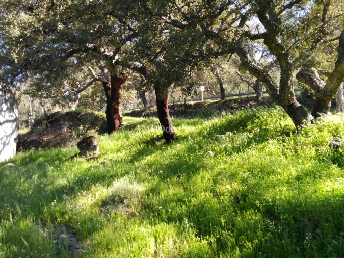 Quinta T6 para Venda em Ribeira de Nisa e Carreiras Foto 9
