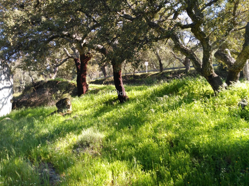 Quinta T6 para Venda em Ribeira de Nisa e Carreiras Foto 9