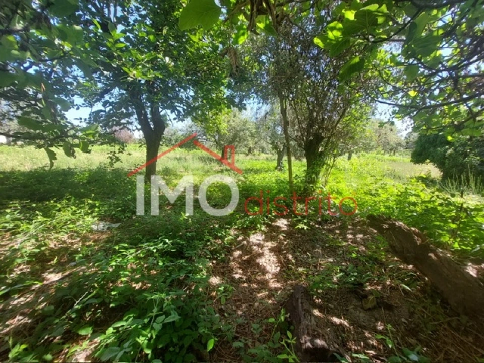 Quinta T3 para Venda em Ribeira de Nisa e Carreiras Foto 10