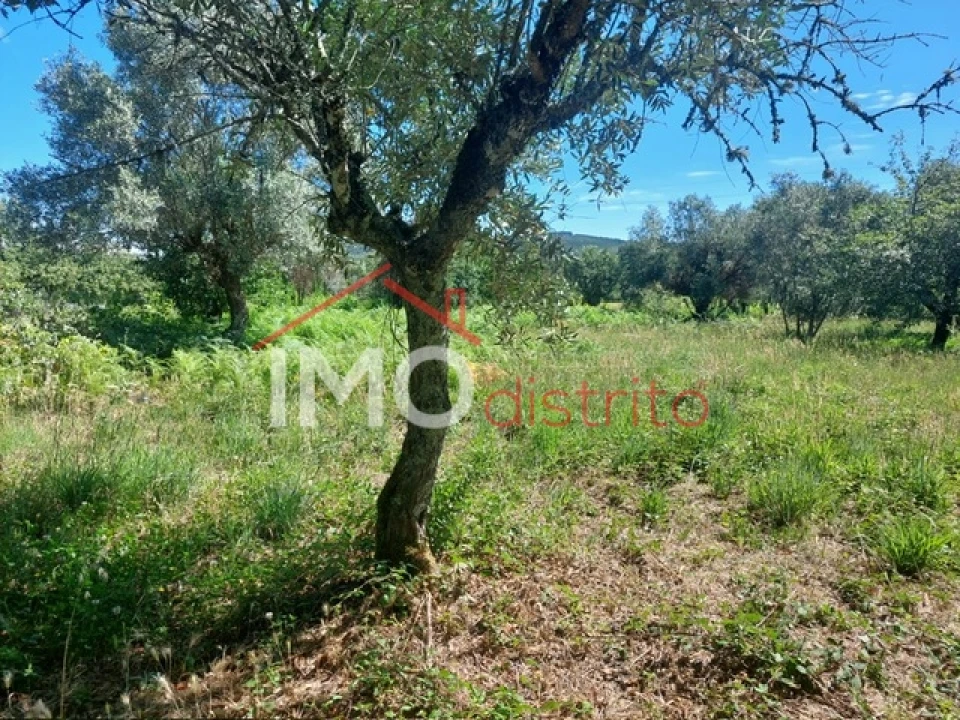 Quinta T3 para Venda em Ribeira de Nisa e Carreiras Foto 19