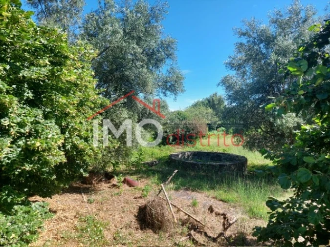 Quinta T3 para Venda em Ribeira de Nisa e Carreiras Foto 18