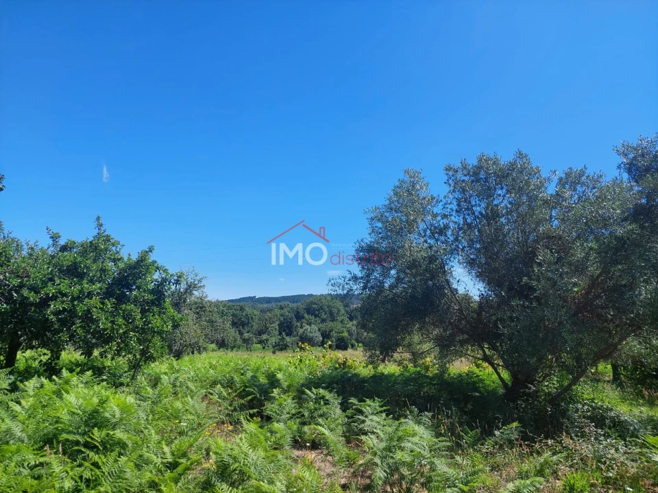Quinta T3 para Venda em Ribeira de Nisa e Carreiras Foto 17